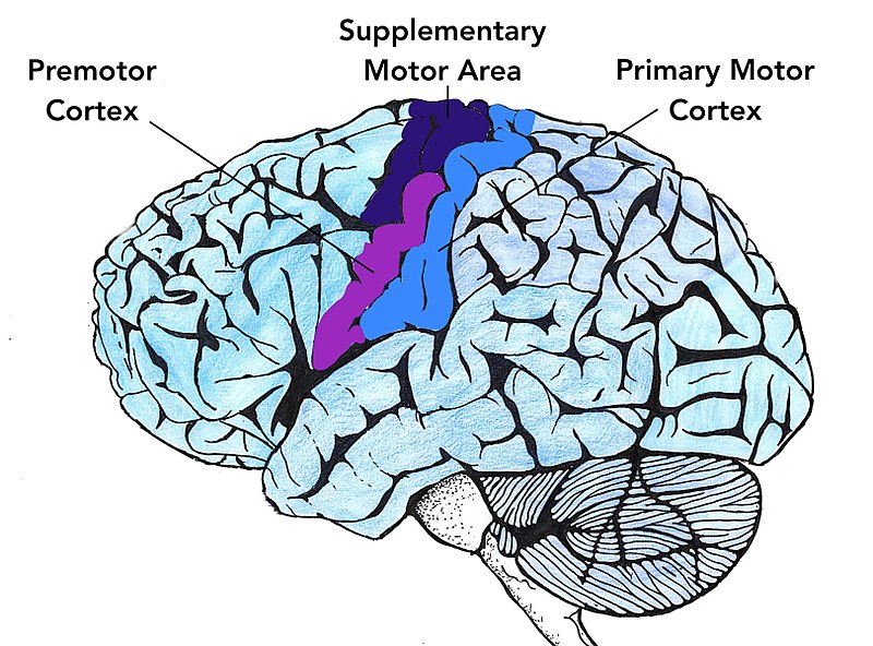 The motor area of the brain and how it relates to narcissism. This diagram is part of the article titled "Understanding the Mind of a Covert Narcissist."