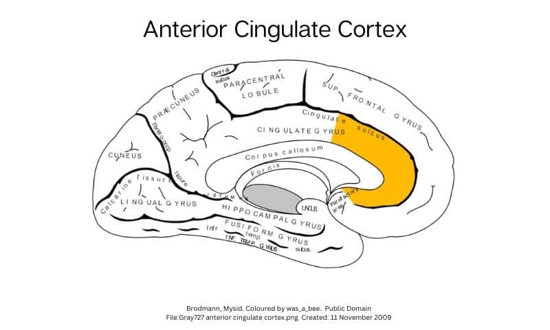 A diagram of the Anterior Cingulate Cortex which is highlighted in yellow on the cross section of a brain. Various brain sections are labeled. This photo is part of the article, "Understanding the Mind of a Covert Narcissist."