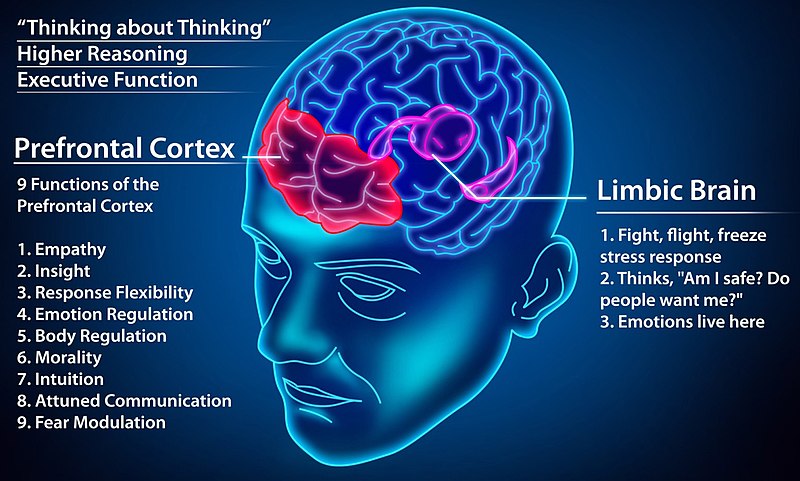 A diagram of a man's head (transparent) with a sketch of the brain. It features the prefrontal cortex with its corresponding features and the limbic brain with it's corresponding functions, and shows how both control the higher thinking/emotional functions of the brain.